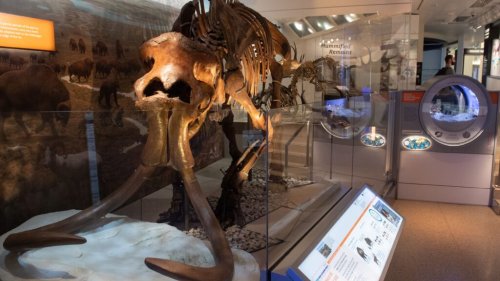 How resurrecting extinct species might impact medicine